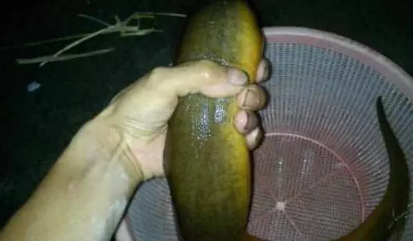 男子承包魚塘,在裡邊發現30年「魚王」!土豪用天價將其買下
