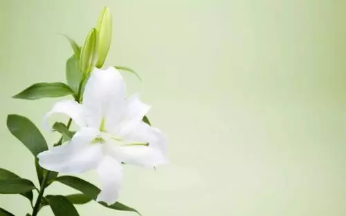 生活中的不如意讓你產生了抱怨,請不要讓它掩蓋了你迷人的微笑