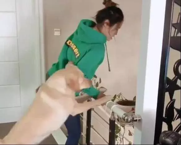 女主人假意跳樓,拉布拉多急忙拉住主人,當換成男主人時,狗狗:你怎麼還不跳?