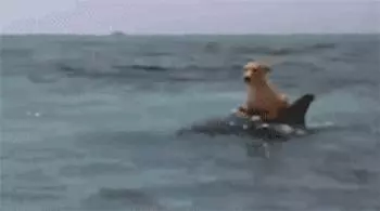 流浪小狗饑寒交迫倒在路邊瑟瑟發抖,不知從哪來的鵝將小狗抱住,行為讓路人暖心感動