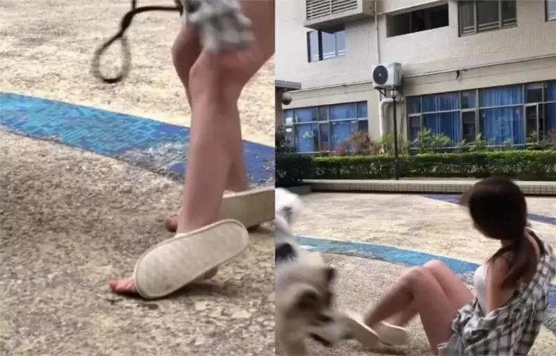 女主人樓下遛阿拉斯加,剛下樓就摔倒被氣哭,網:風一樣的大傻狗