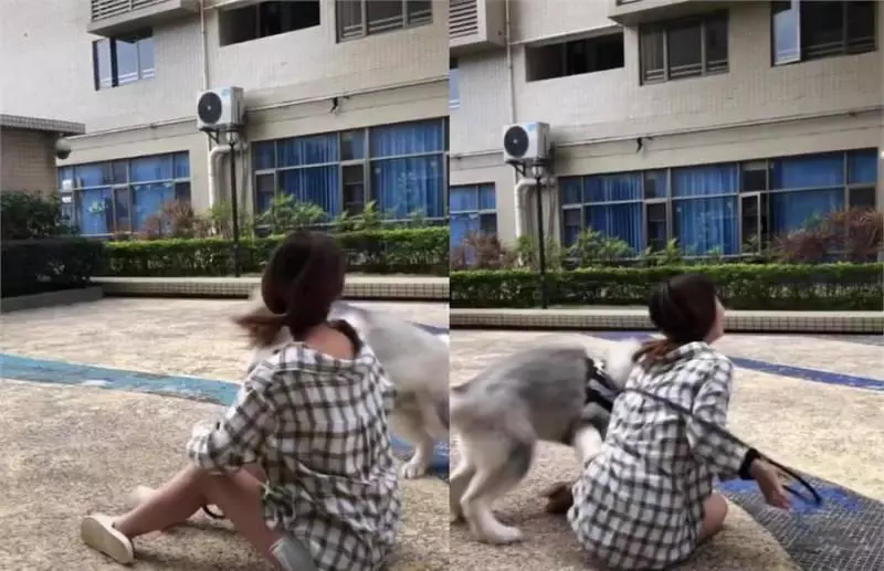 女主人樓下遛阿拉斯加,剛下樓就摔倒被氣哭,網:風一樣的大傻狗