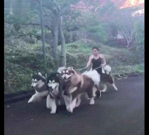 女主人樓下遛阿拉斯加,剛下樓就摔倒被氣哭,網:風一樣的大傻狗