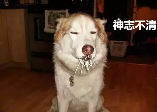 二哈和豪豬打架,被紮滿嘴最刺,神志不清找到主人,看後不心疼狗而心疼豪豬