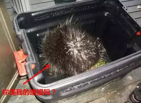 二哈和豪豬打架,被紮滿嘴最刺,神志不清找到主人,看後不心疼狗而心疼豪豬