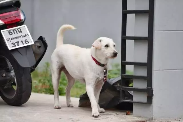 失蹤愛犬回到家中,泰國男子高興擺流水席任路人享用,鄰居:他是真正愛狗人