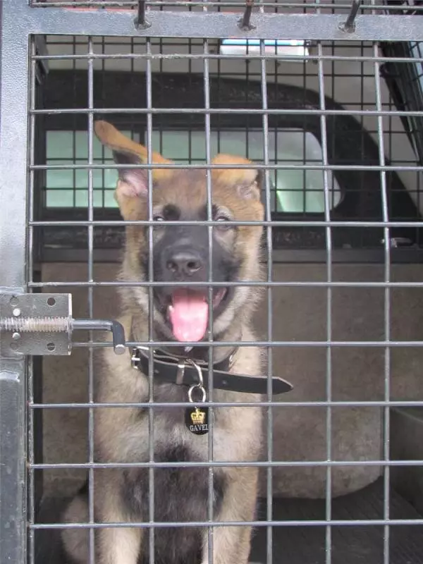 小警犬上課太愛打瞌睡,被「警校」開除,隔天狗狗往後日子越過越爽