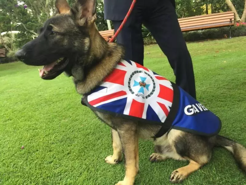 小警犬上課太愛打瞌睡,被「警校」開除,隔天狗狗往後日子越過越爽