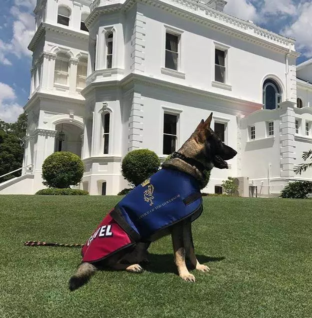 小警犬上課太愛打瞌睡,被「警校」開除,隔天狗狗往後日子越過越爽