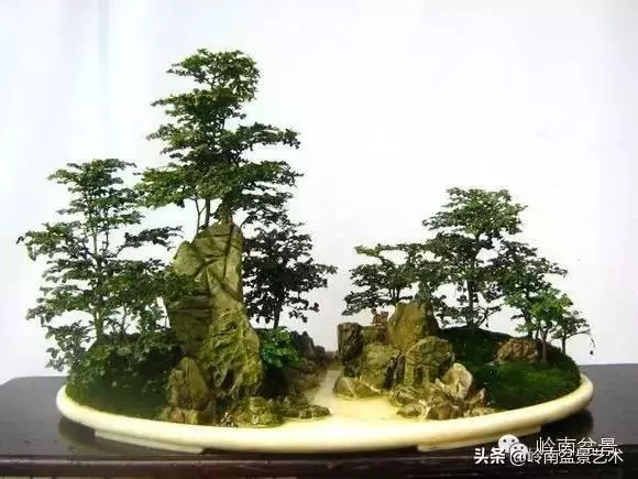 玩盆景,外行看熱鬧,內行看門道!