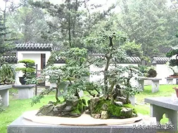 玩盆景,外行看熱鬧,內行看門道!
