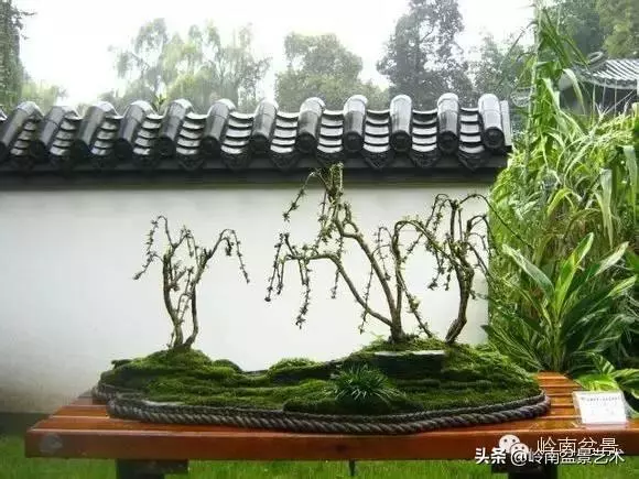 玩盆景,外行看熱鬧,內行看門道!