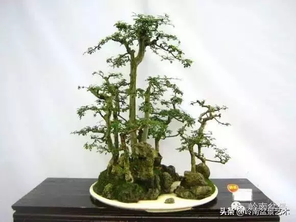 玩盆景,外行看熱鬧,內行看門道!