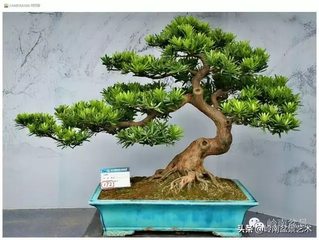 玩盆景,外行看熱鬧,內行看門道!