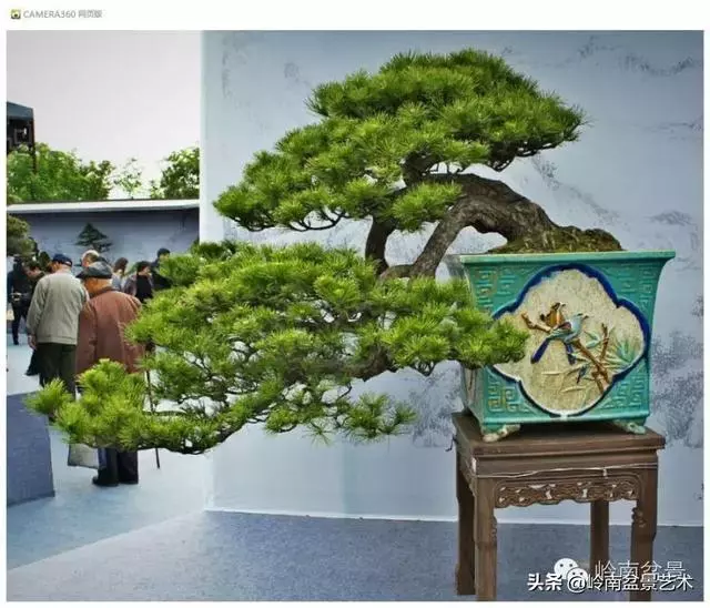 玩盆景,外行看熱鬧,內行看門道!