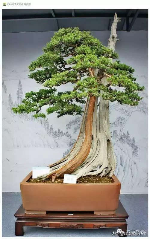 玩盆景,外行看熱鬧,內行看門道!