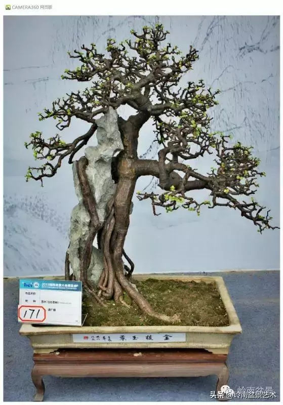 玩盆景,外行看熱鬧,內行看門道!
