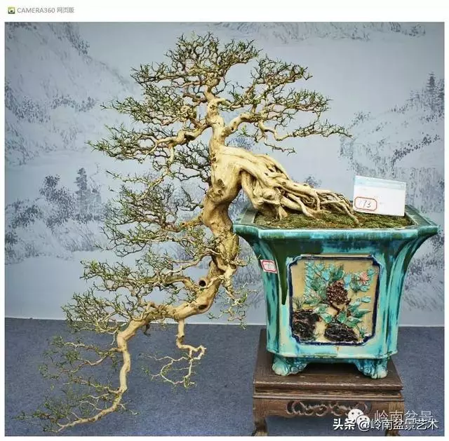 玩盆景,外行看熱鬧,內行看門道!