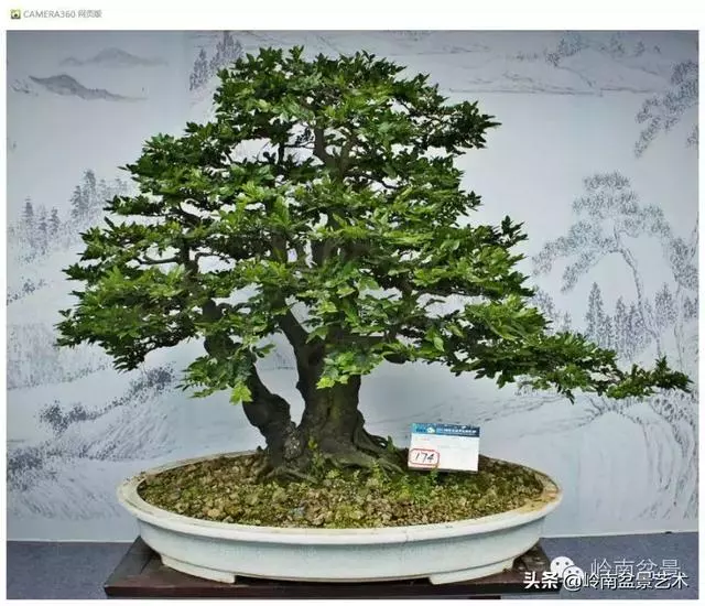 玩盆景,外行看熱鬧,內行看門道!