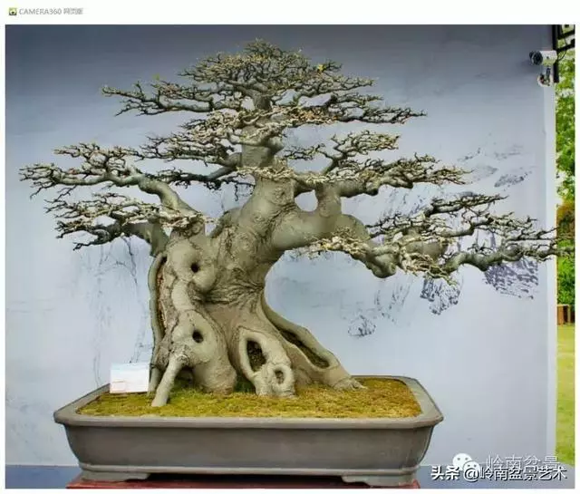 玩盆景,外行看熱鬧,內行看門道!