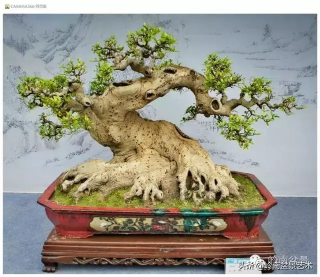 玩盆景,外行看熱鬧,內行看門道!