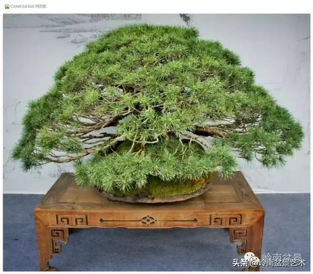 玩盆景,外行看熱鬧,內行看門道!