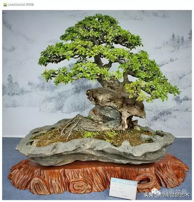 玩盆景,外行看熱鬧,內行看門道!