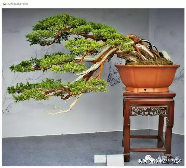 玩盆景,外行看熱鬧,內行看門道!