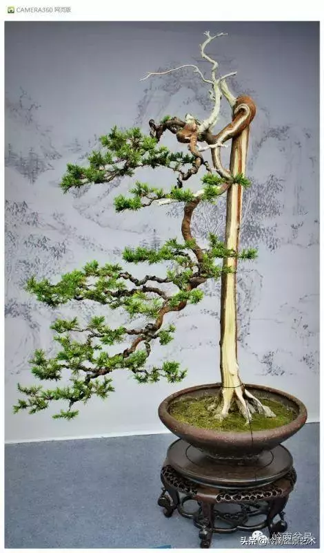 玩盆景,外行看熱鬧,內行看門道!