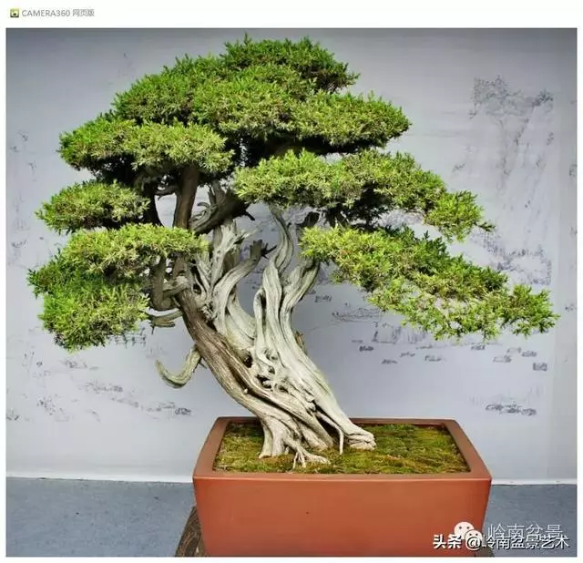 玩盆景,外行看熱鬧,內行看門道!