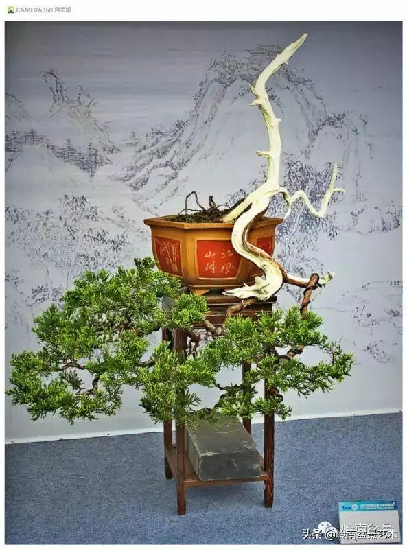 玩盆景,外行看熱鬧,內行看門道!