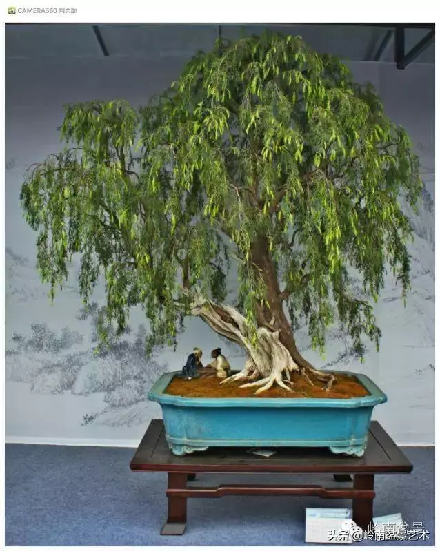玩盆景,外行看熱鬧,內行看門道!