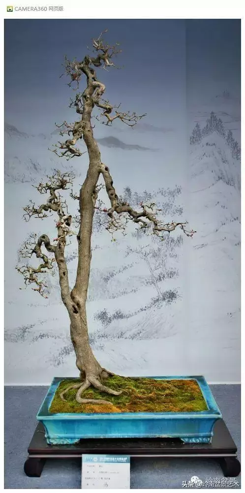 玩盆景,外行看熱鬧,內行看門道!