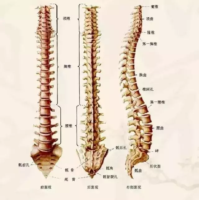 腰椎間盤突出不用慌,只要做到這一點,突出了也不腰疼!