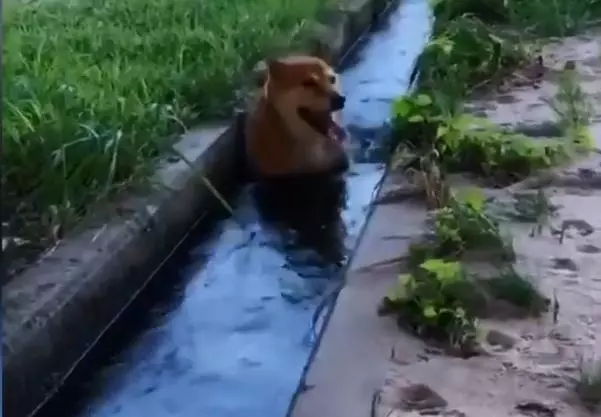 柴犬狗狗在鄉下玩出了讓鏟屎官乾瞪眼的新花樣,這麼作會被揍吧