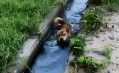 柴犬狗狗在鄉下玩出了讓鏟屎官乾瞪眼的新花樣,這麼作會被揍吧