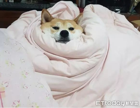 奴才慢走不送!柴犬爽躺被窩「睡好睡滿」 爸無奈:心已死