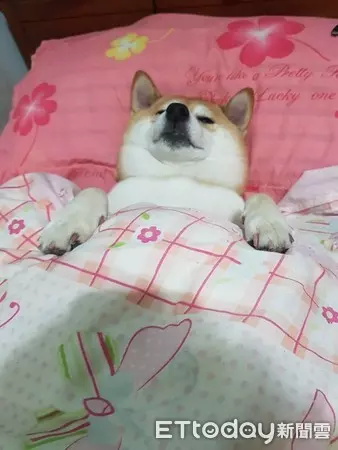 奴才慢走不送!柴犬爽躺被窩「睡好睡滿」 爸無奈:心已死