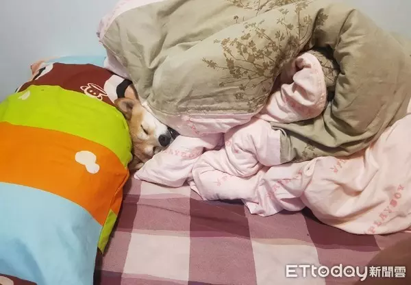 奴才慢走不送!柴犬爽躺被窩「睡好睡滿」 爸無奈:心已死