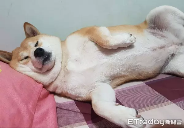 奴才慢走不送!柴犬爽躺被窩「睡好睡滿」 爸無奈:心已死