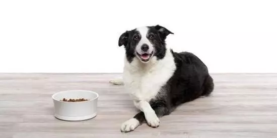 養狗不是玄學,而是一門科學,這些養狗誤區千萬不要繼續犯了