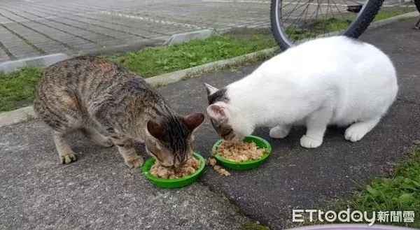 影/新北猴硐爆發貓瘟「過年勿帶家貓」 動保處:若擴散考慮封村