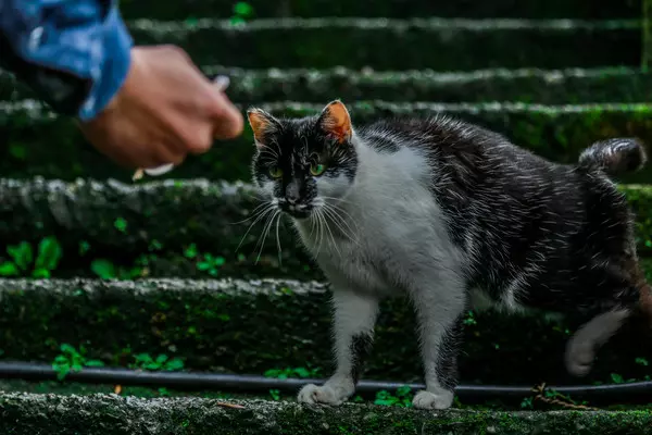 影/新北猴硐爆發貓瘟「過年勿帶家貓」 動保處:若擴散考慮封村
