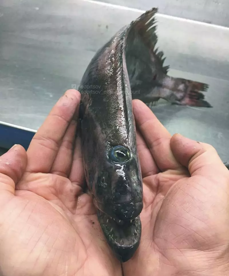 「海溝插畫」證實人對深海一無所知 《鐵達尼號》大導深潛11000公尺曝驚人景象