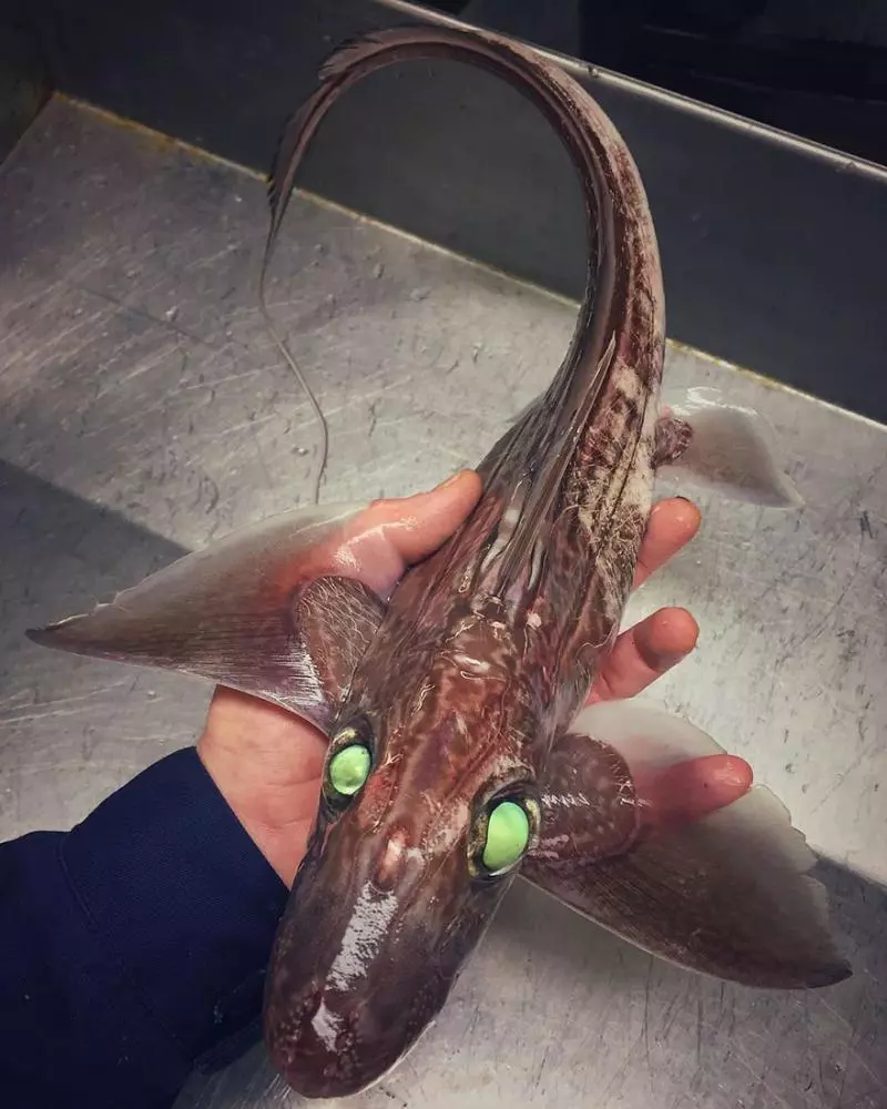 「海溝插畫」證實人對深海一無所知 《鐵達尼號》大導深潛11000公尺曝驚人景象