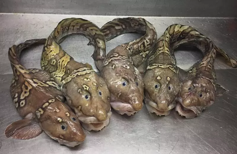 「海溝插畫」證實人對深海一無所知 《鐵達尼號》大導深潛11000公尺曝驚人景象