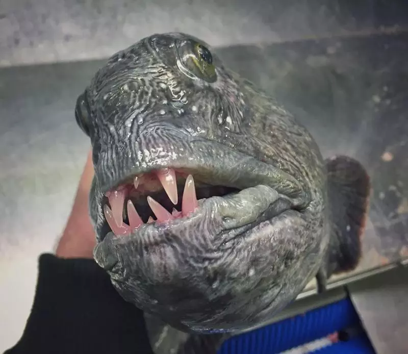 「海溝插畫」證實人對深海一無所知 《鐵達尼號》大導深潛11000公尺曝驚人景象