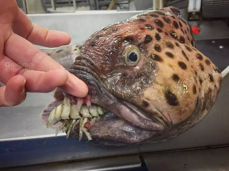 「海溝插畫」證實人對深海一無所知 《鐵達尼號》大導深潛11000公尺曝驚人景象