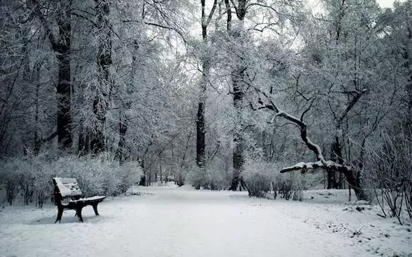 冷血女在下雪公園「遺棄35隻幼貓」被補,法官「超有創意懲罰」全國民眾推爆:比坐牢有效!
