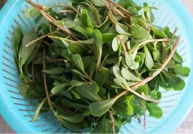 馬齒莧被譽為救命菜,常用它煮水喝,4個好處不請自來,現在開始喝也不晚